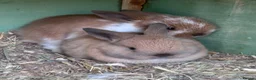 Mixed Breed rabbits for sale: Baby bunny’s  - Advert 2