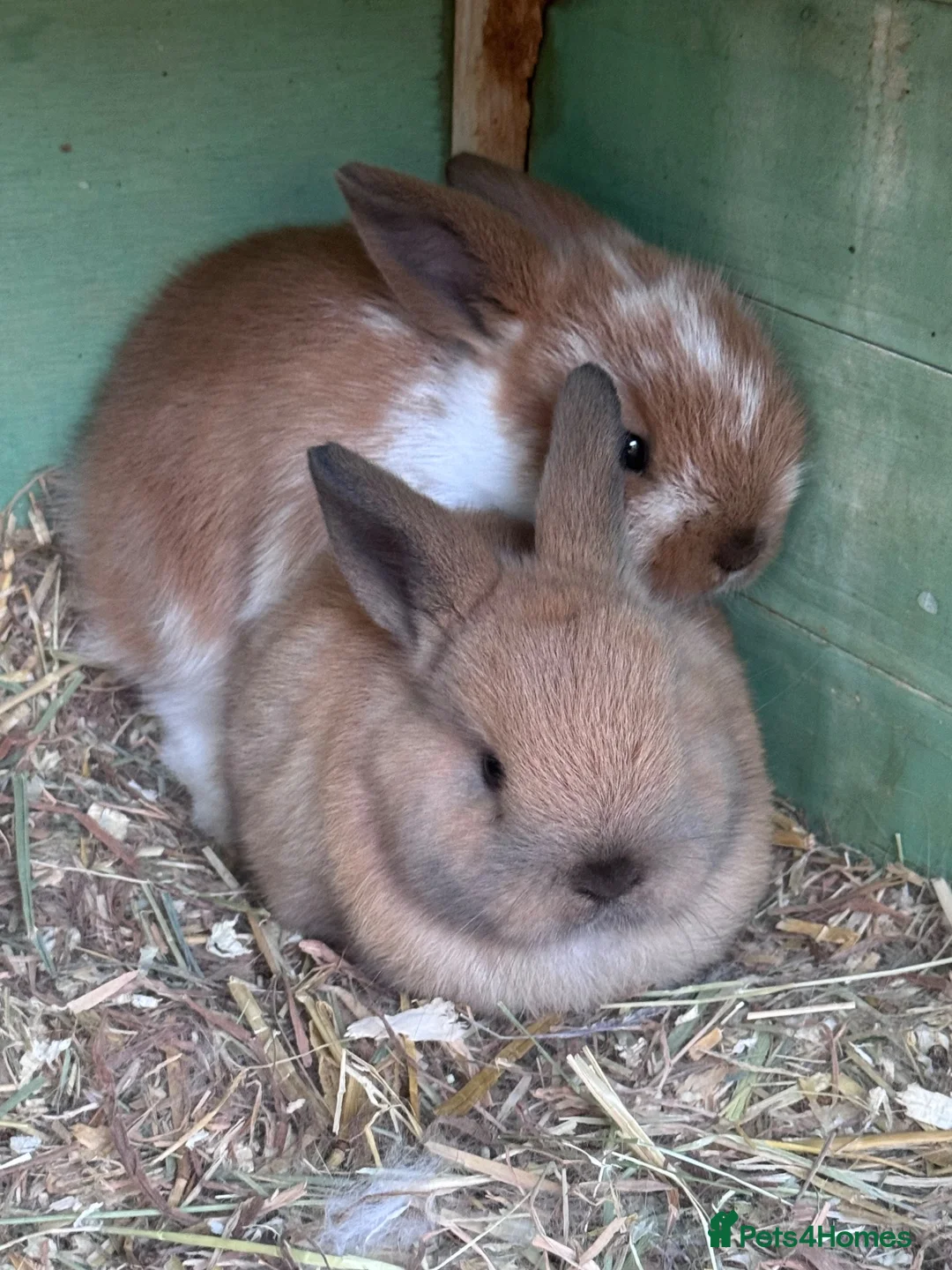 Mixed Breed rabbits for sale: Baby bunny’s  - Advert 2
