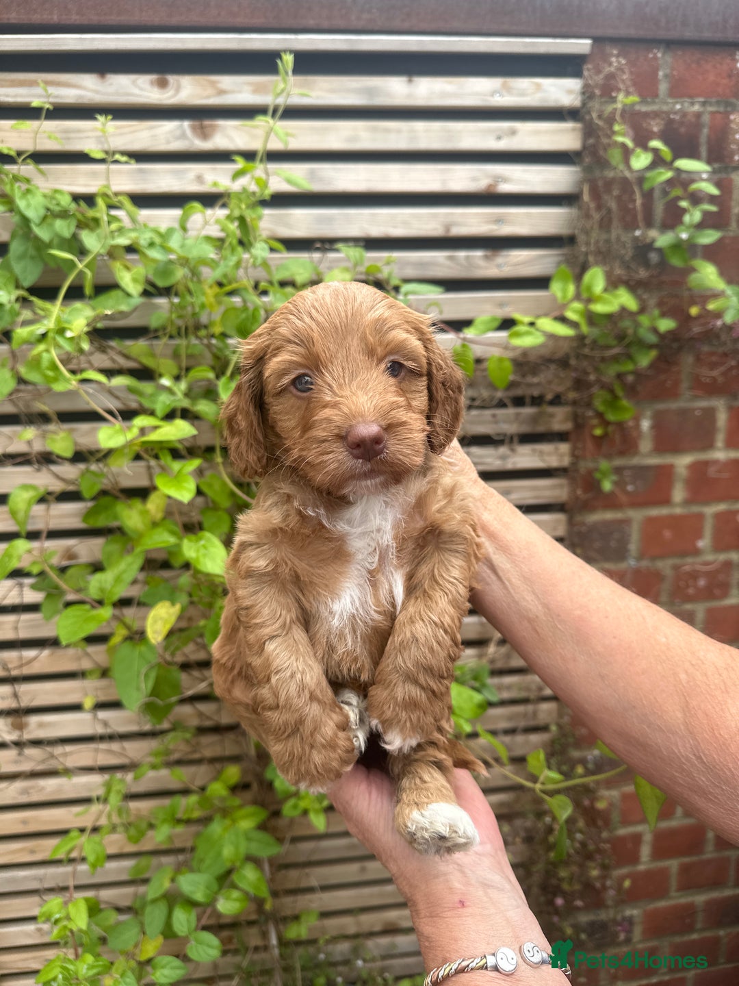 Cockapoo dogs for sale: Gorgeous F1 Cockapoo Puppies - KC Parents - Image 8