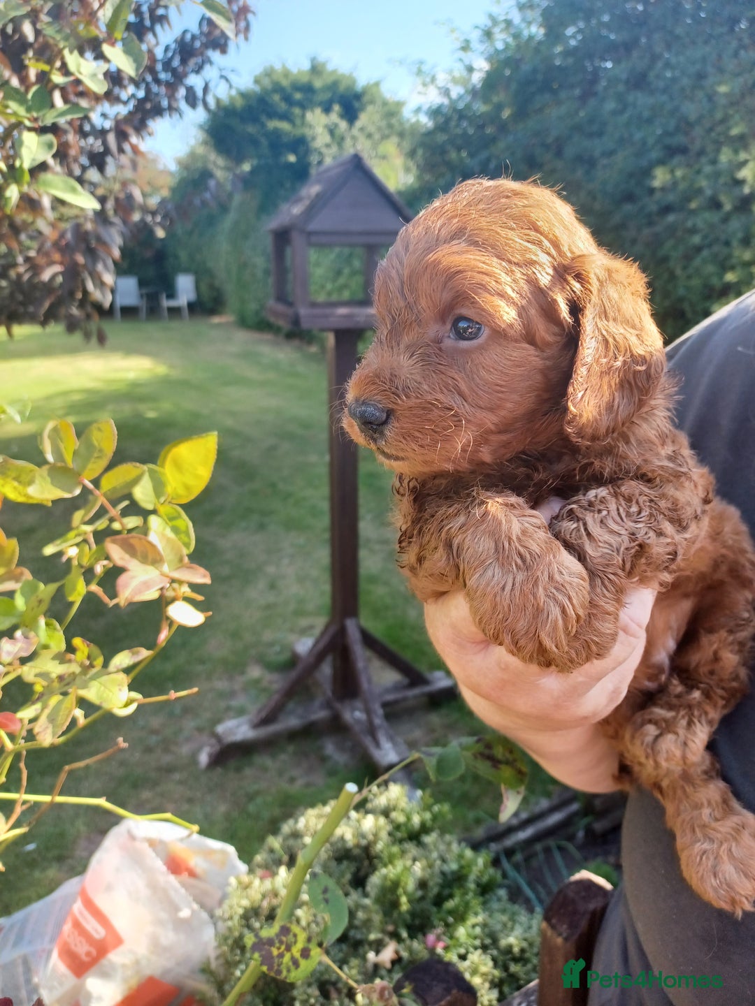 Cockapoo dogs for sale: Last one cockerpoo boy foxred  - Image 17