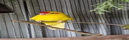 Parrots birds for sale: 5x kakarikis chicks ready now - Advert 4