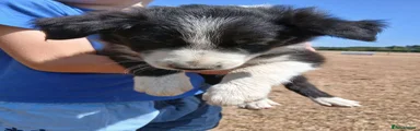 Border Collie 3