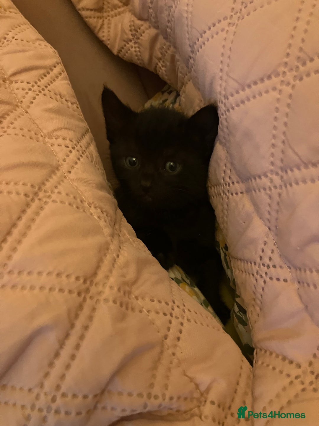 British Shorthair cats for sale: 2 kittens looking for forever home  - Image 17