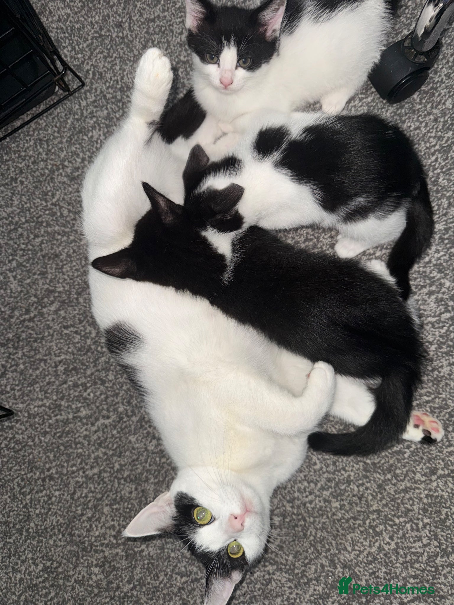 American Wirehair cats 3 KITTENS FOR SALE  - Advert 17