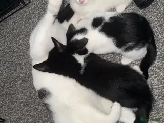 American Wirehair cats 3 KITTENS FOR SALE - Advert 2