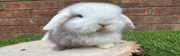 Mini Lop rabbits for sale: Stunning purebred mini lop ready to reserve  - Advert 3