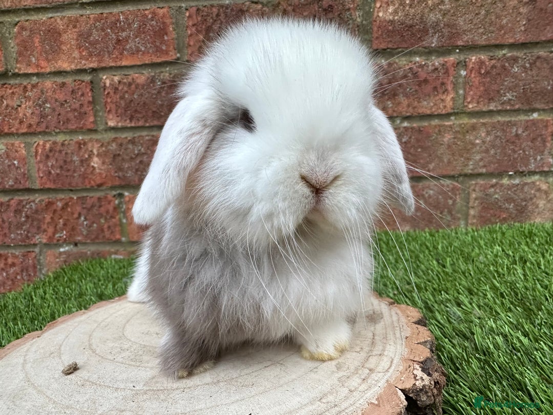 Mini Lop rabbits for sale: Stunning purebred mini lop ready to reserve  - Advert 3