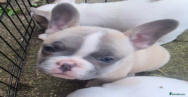 French Bulldog dogs - Advert 6