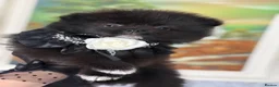 Pomeranian dogs for sale: Black, chocolate tri colour carrier girls - Advert 7