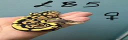 Python Snake reptiles for sale: Stunning CB26 Ball Python Hatchlings - Advert 7