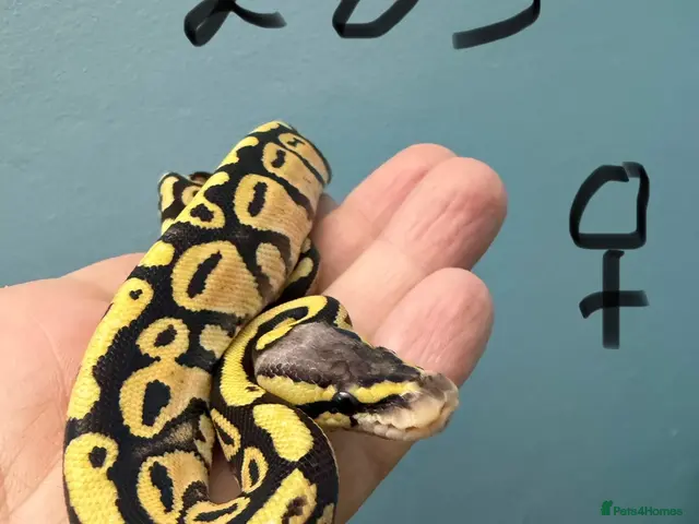 Python Snake reptiles for sale: Stunning Royal Python Hatchlings for sale or trade - Advert 1