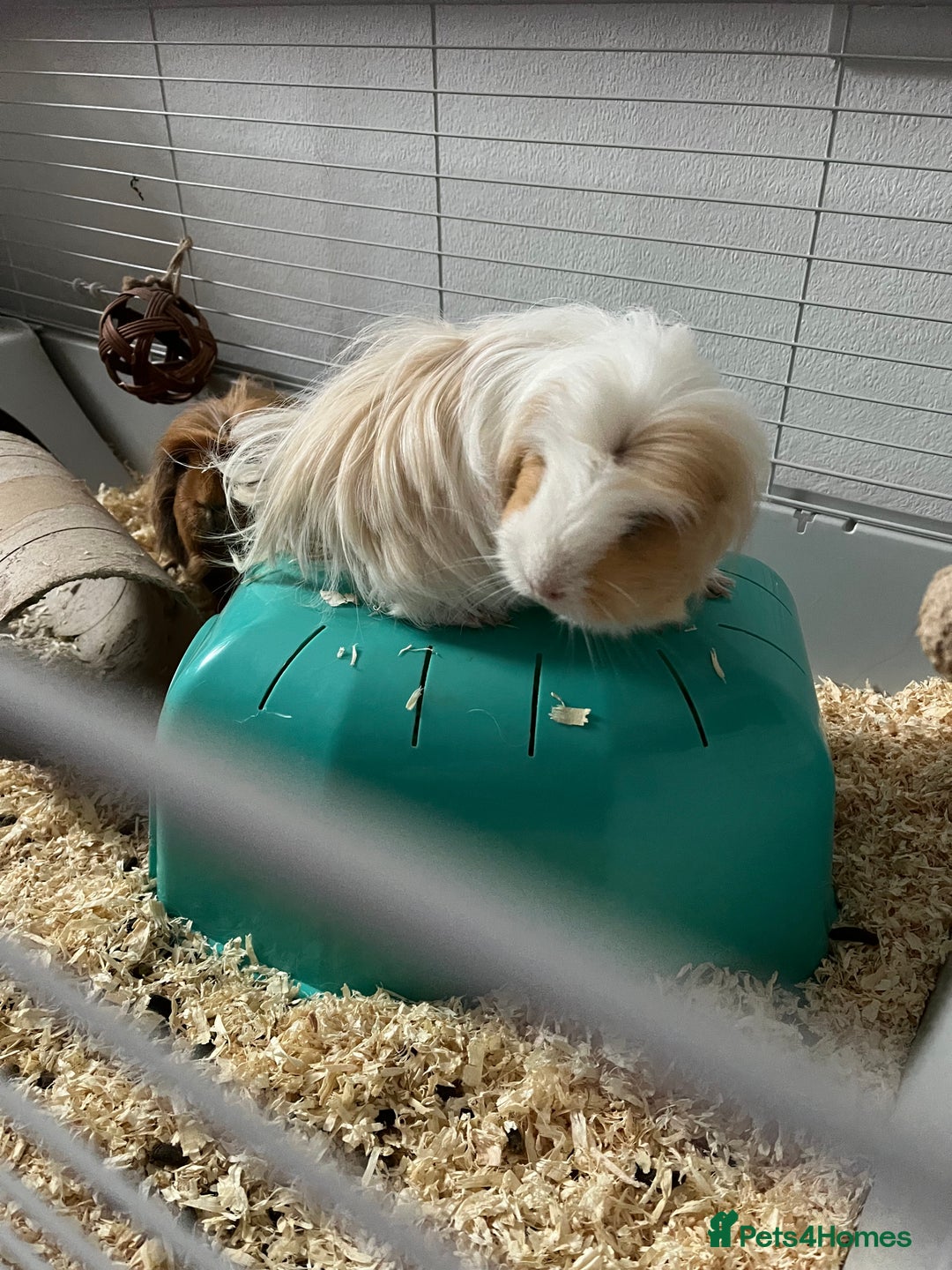 Guinea Pig rodents for sale: Guinea Pigs - Advert 2