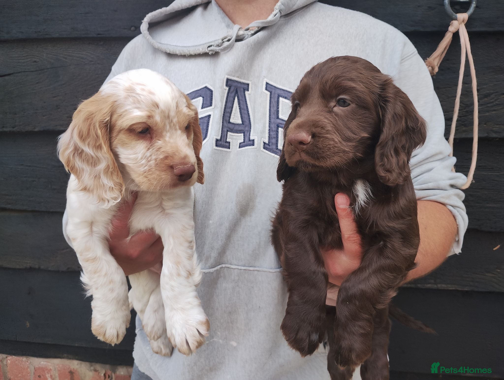 Cocker Spaniel dogs Cocker Spaniel Puppies  - Advert 2