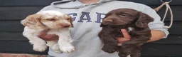 Cocker Spaniel dogs for sale: Cocker Spaniel Puppies  - Advert 13