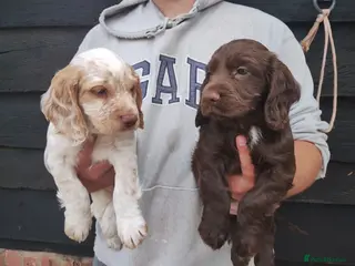 Cocker Spaniel dogs Cocker Spaniel Puppies - Advert 2