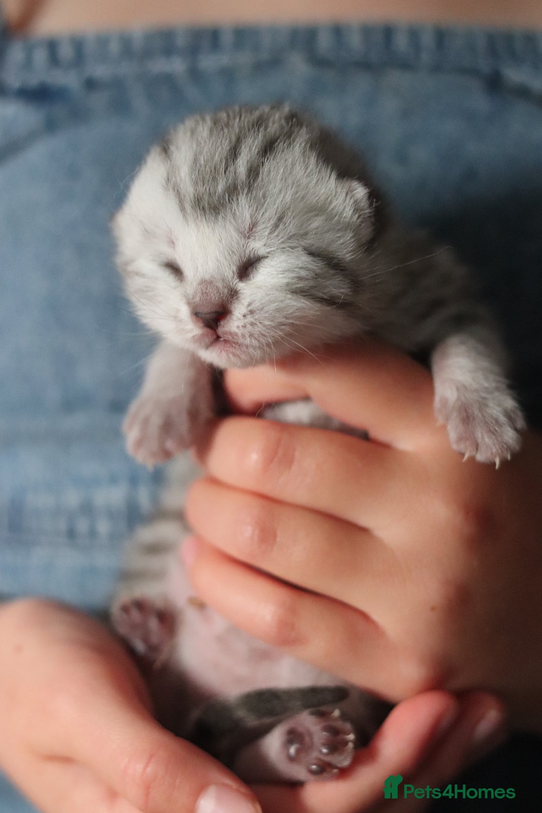 British Shorthair cats for sale: GCCF British Shorthair Silver Kittens - Image 11