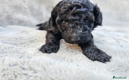 Miniature Poodle dogs for sale: 🐾 Hypoallergenic Mini Poodle Puppies 🐾 - Image 7