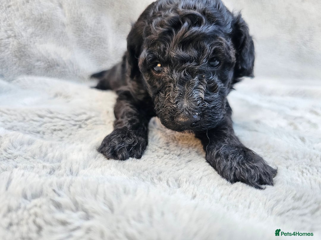 Miniature Poodle dogs for sale: 🐾 Hypoallergenic Mini Poodle Puppies 🐾 - Image 7