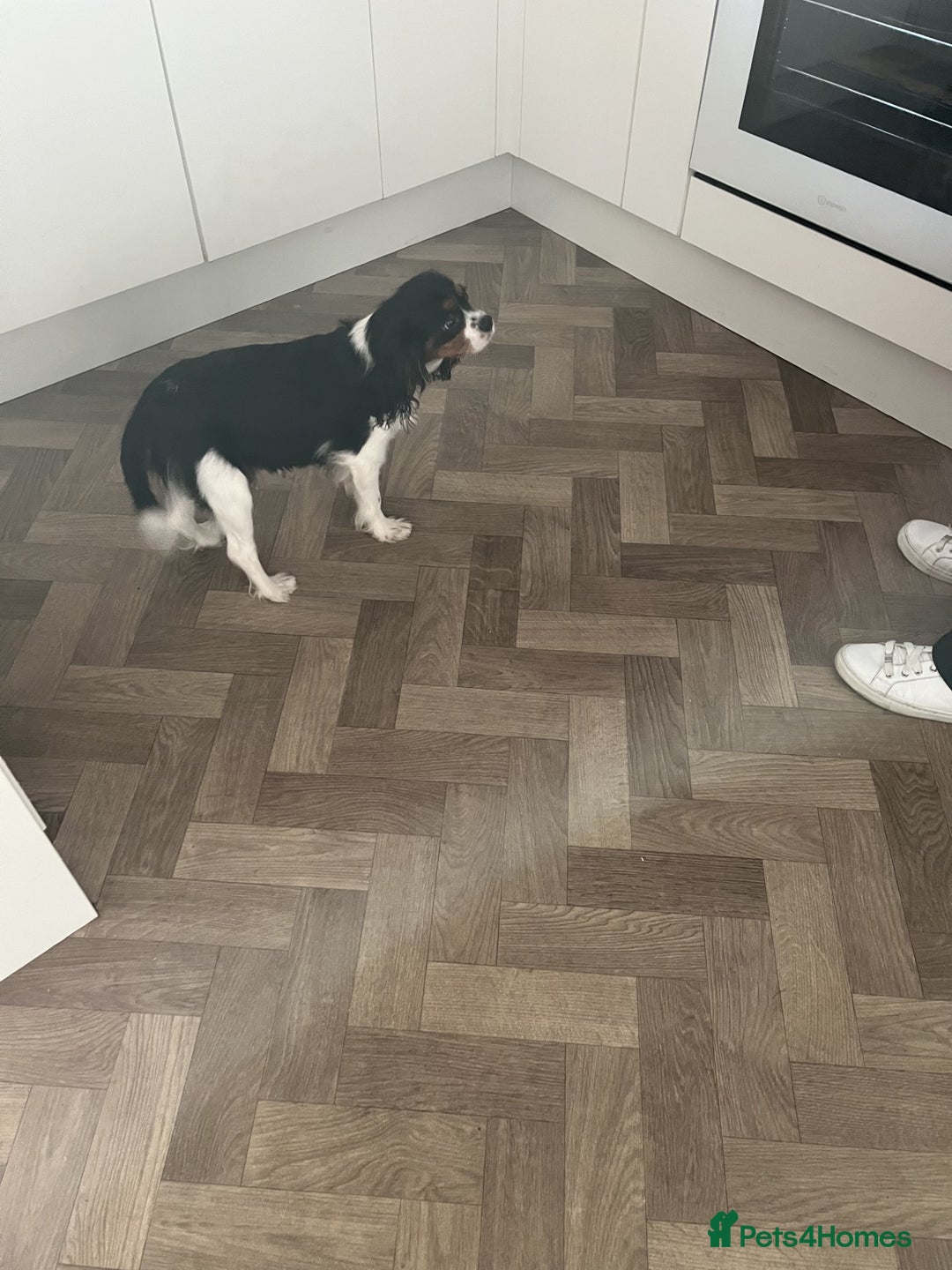 Cavalier King Charles Spaniel dogs for sale: Chocolate Carrier Tri Very Small - Advert 5