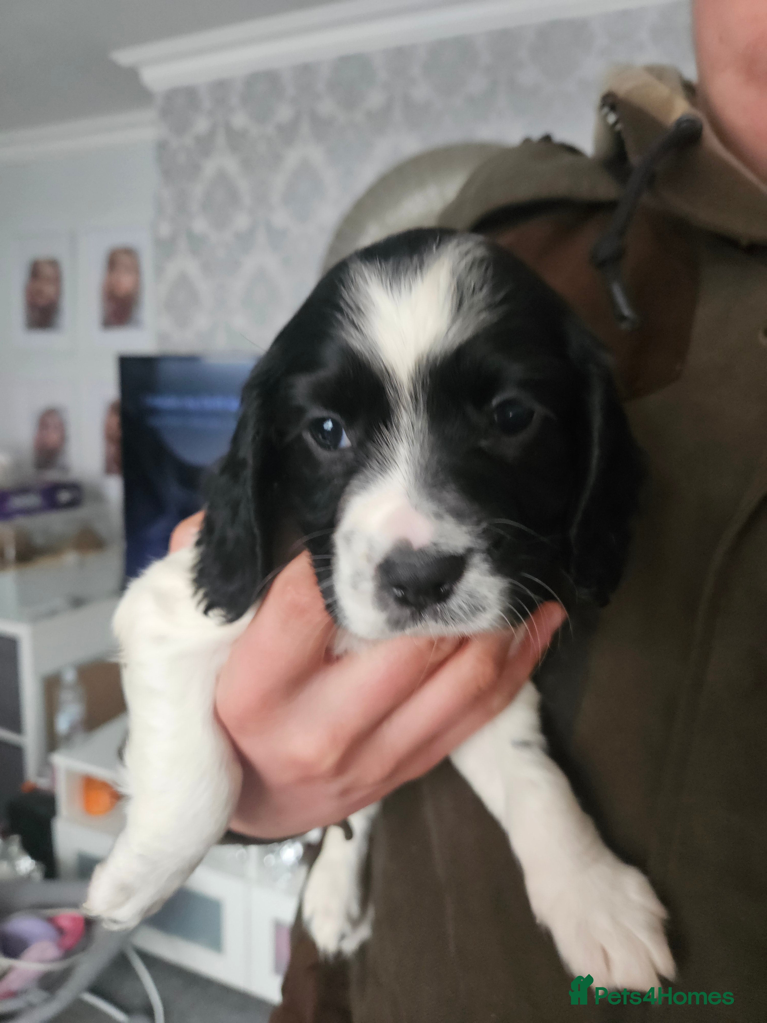 Cocker Spaniel dogs Kc registered Cocker spaniel puppies  - Advert 7