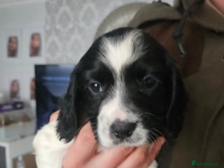 Cocker Spaniel dogs Kc registered Cocker spaniel puppies - Advert 7