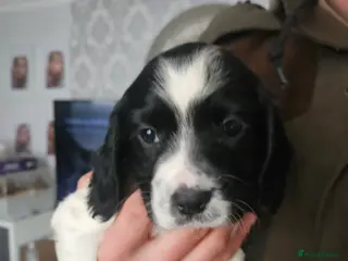 Cocker Spaniel dogs Kc registered Cocker spaniel puppies - Advert 18