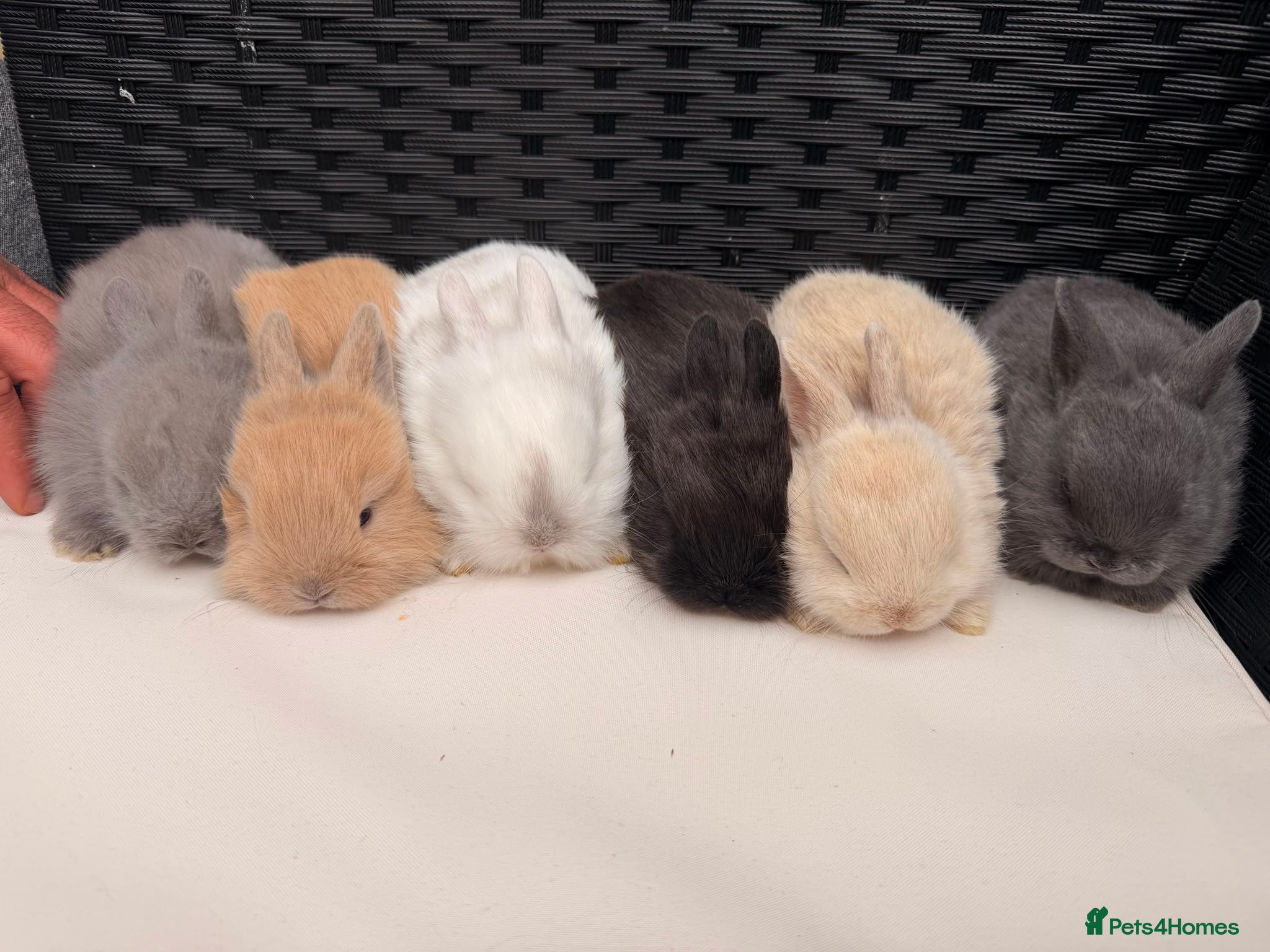 Lionhead rabbits 8 week old baby rabbit  - Advert 5
