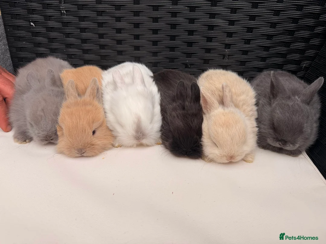 Lionhead rabbits for sale: 8 week old baby rabbit  - Advert 1