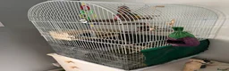 Lovebirds birds for sale: 2 lovebirds with cage and accessories  in Trowbridge - Advert 4