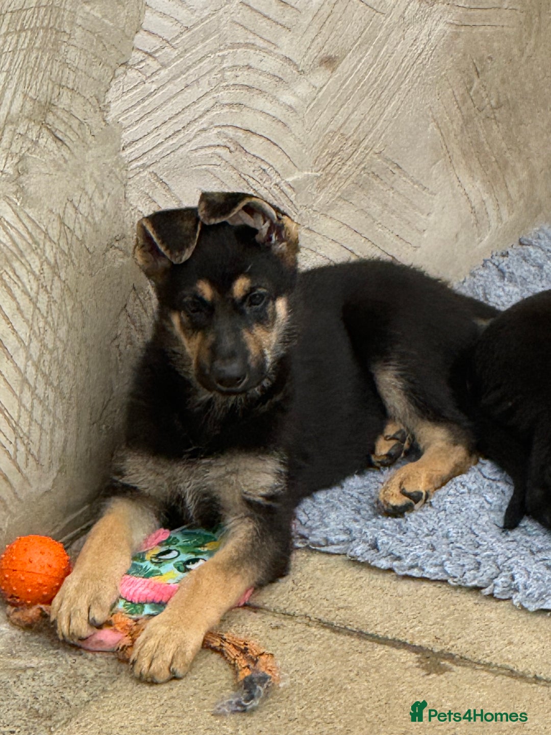 German Shepherd dogs for sale: GSD Puppies, straight back  - Image 4