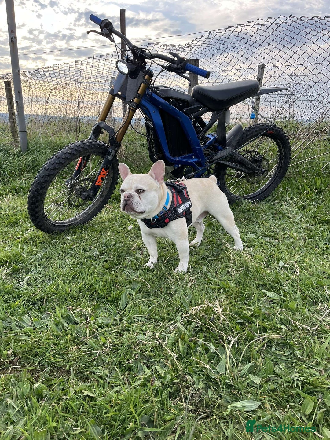French Bulldog dogs for stud: REGGIE available for stud🔥🔥🔥 in Bradford - Image 5