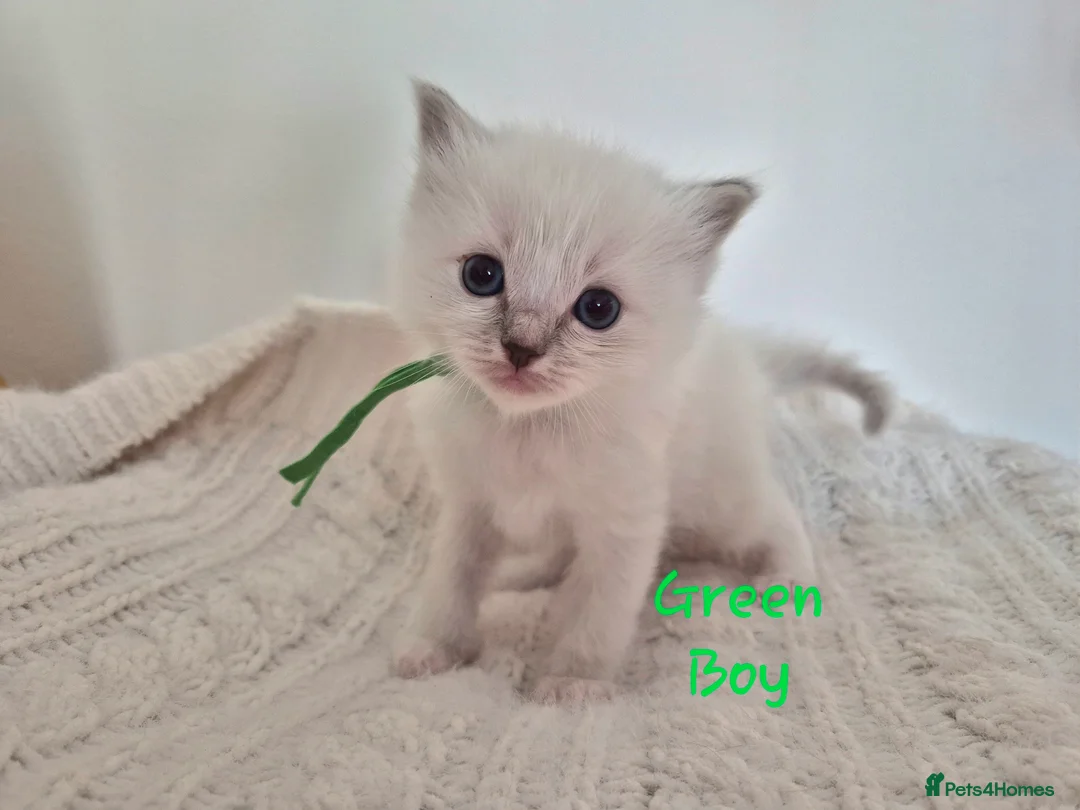 Ragdoll cats for sale: Ragdoll kittens looking for their forever home in Cambridge - Advert 8