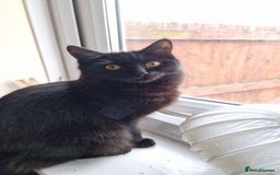 Ragdoll cats for sale: Kittens for sale - Advert 5