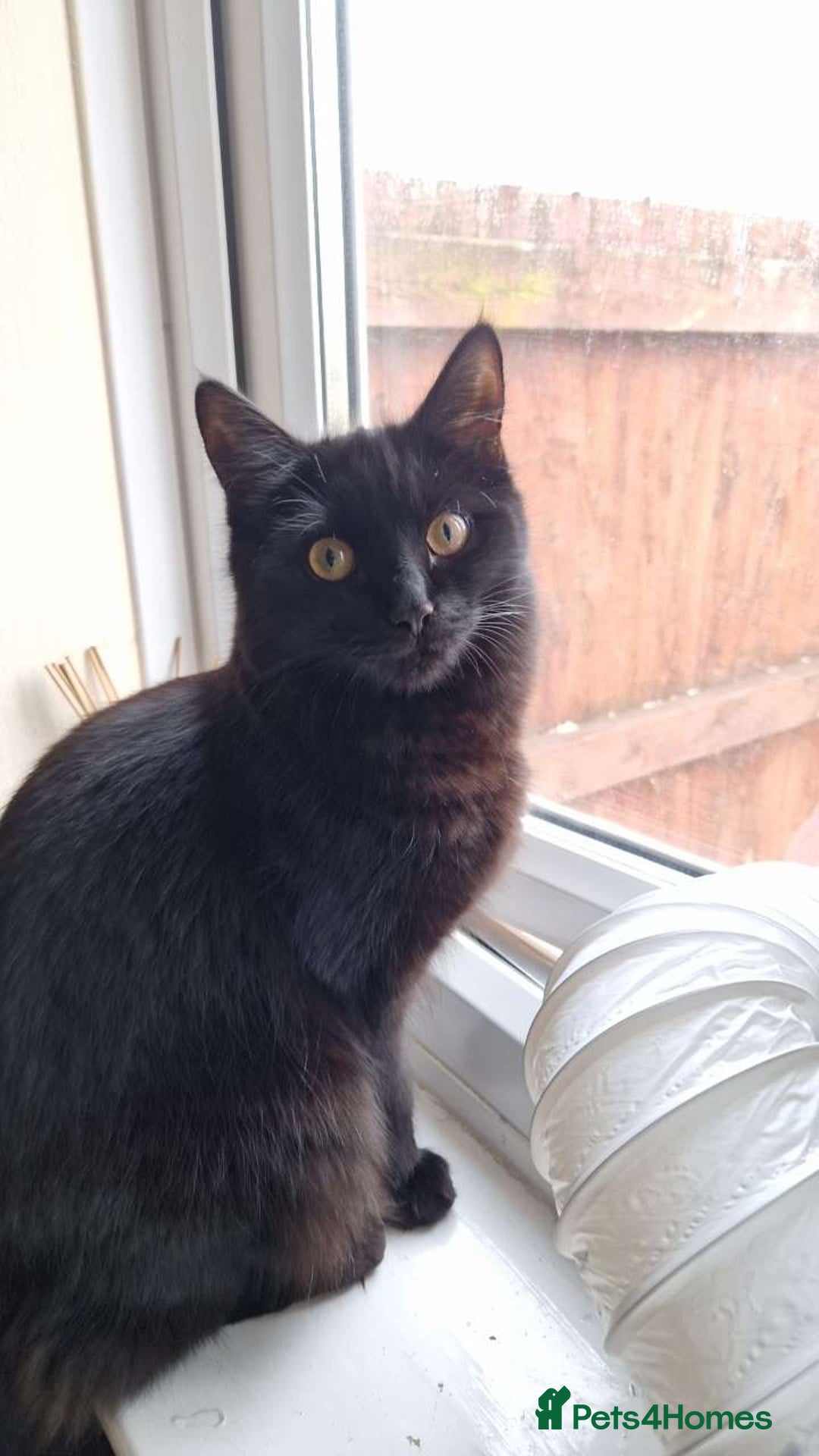 Ragdoll cats for sale: Kittens for sale - Advert 5