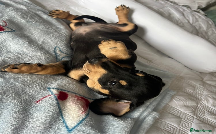 Dachshund dogs - Advert 2