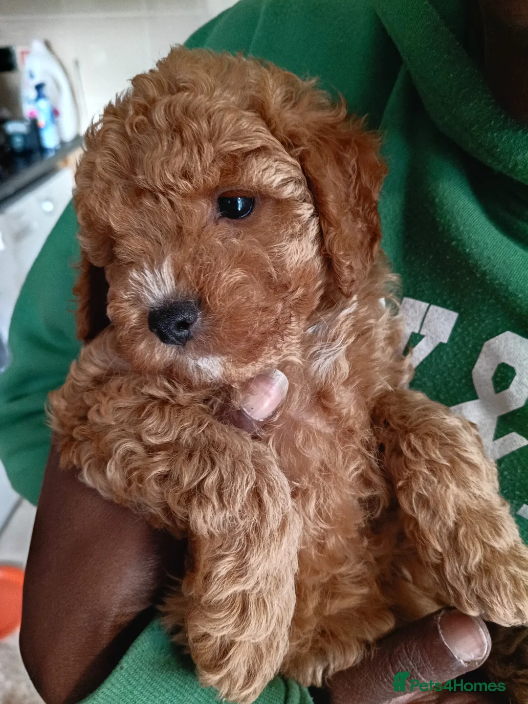 Cockapoo dogs for sale: 2 males and 1 female cockapoo pups  - Advert 2