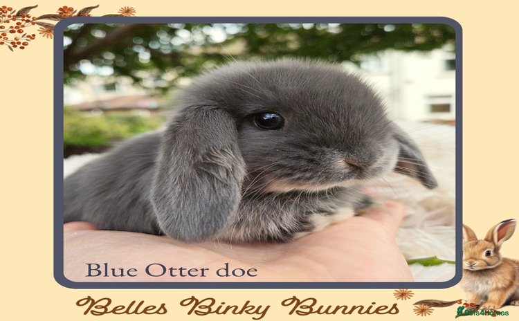 Mini Lop rabbits - Advert 1
