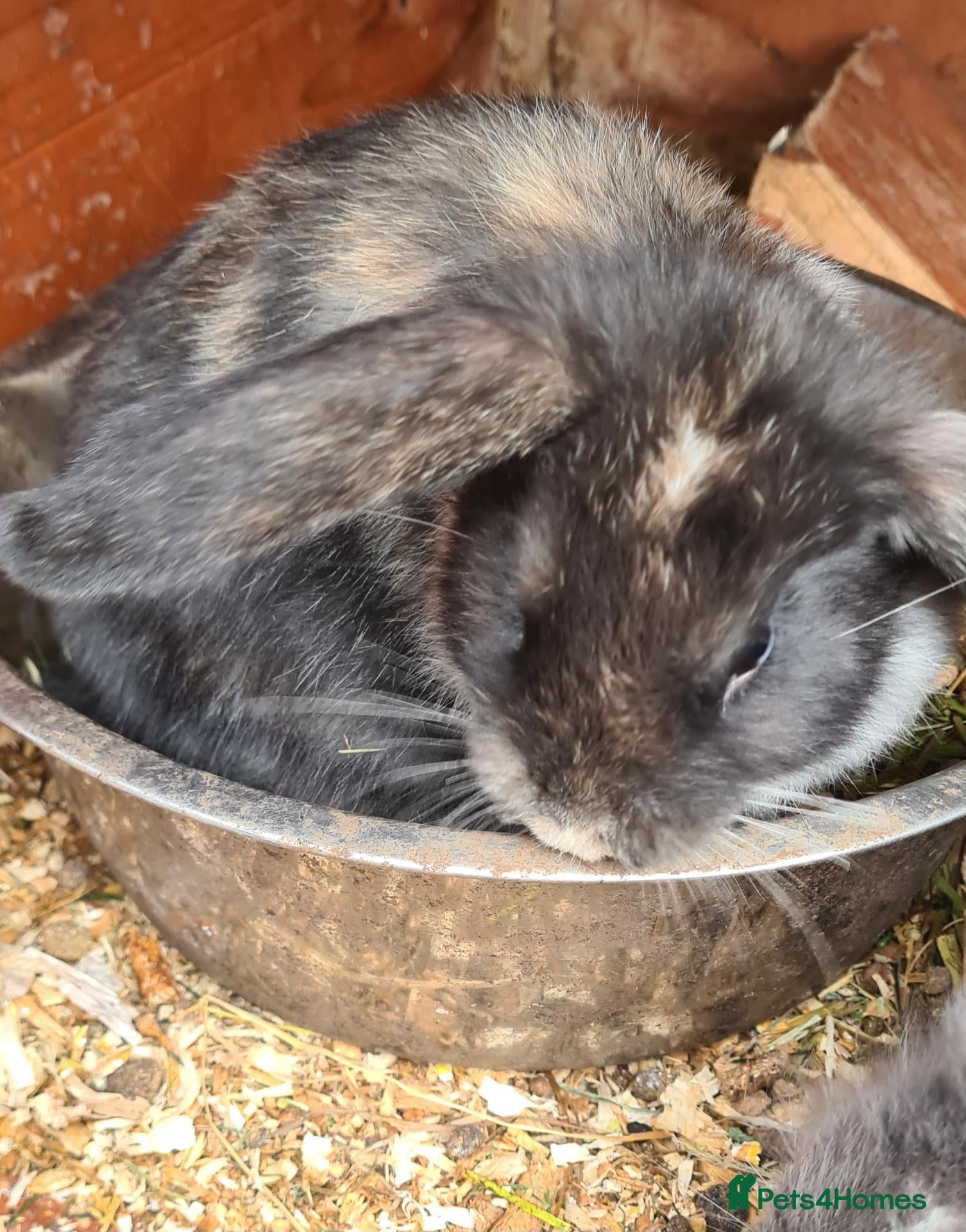 Netherland Dwarf rabbits Baby bunz  - Advert 11