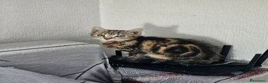 American Shorthair 1