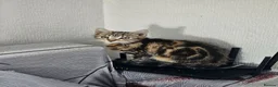 American Shorthair cats for sale: American Shorthairs  - Advert 7