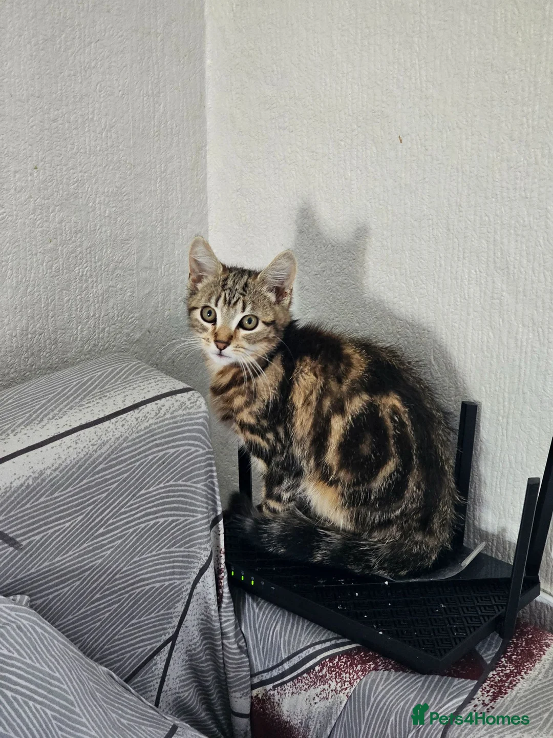 American Shorthair cats for sale: American Shorthairs  - Advert 7
