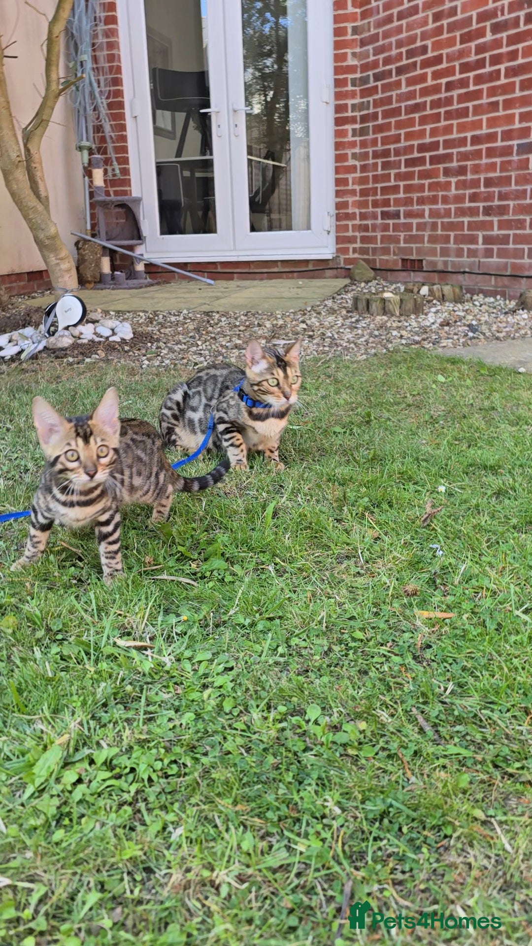Bengal cats for sale: 2 Bengal kittens boy and girl - Image 5