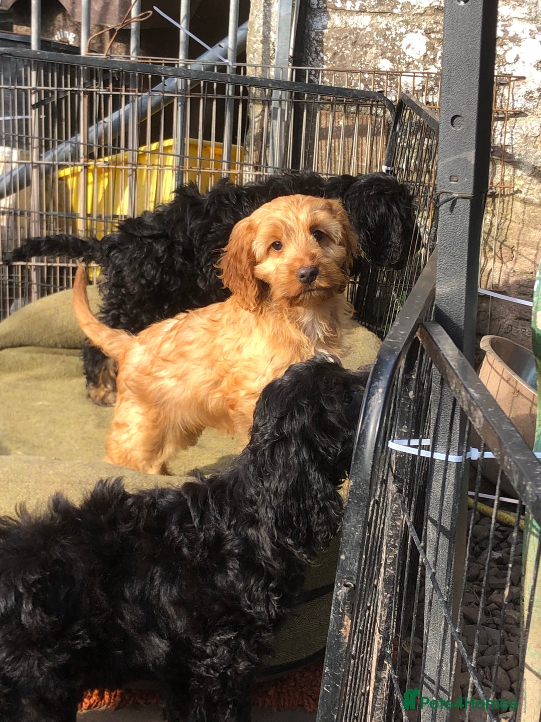 Cockapoo dogs for sale: Beautiful cockapoo f1 puppies - Image 20