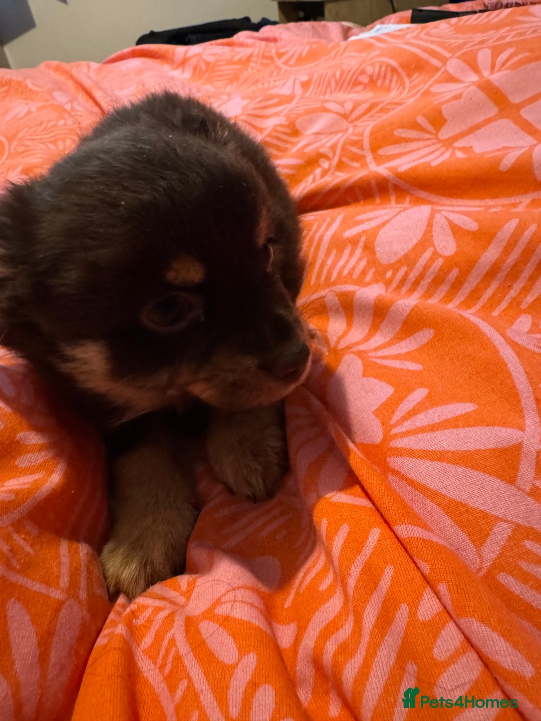Chihuahua dogs for sale: chocolate boy black n tan boy creamish girl  - Advert 6