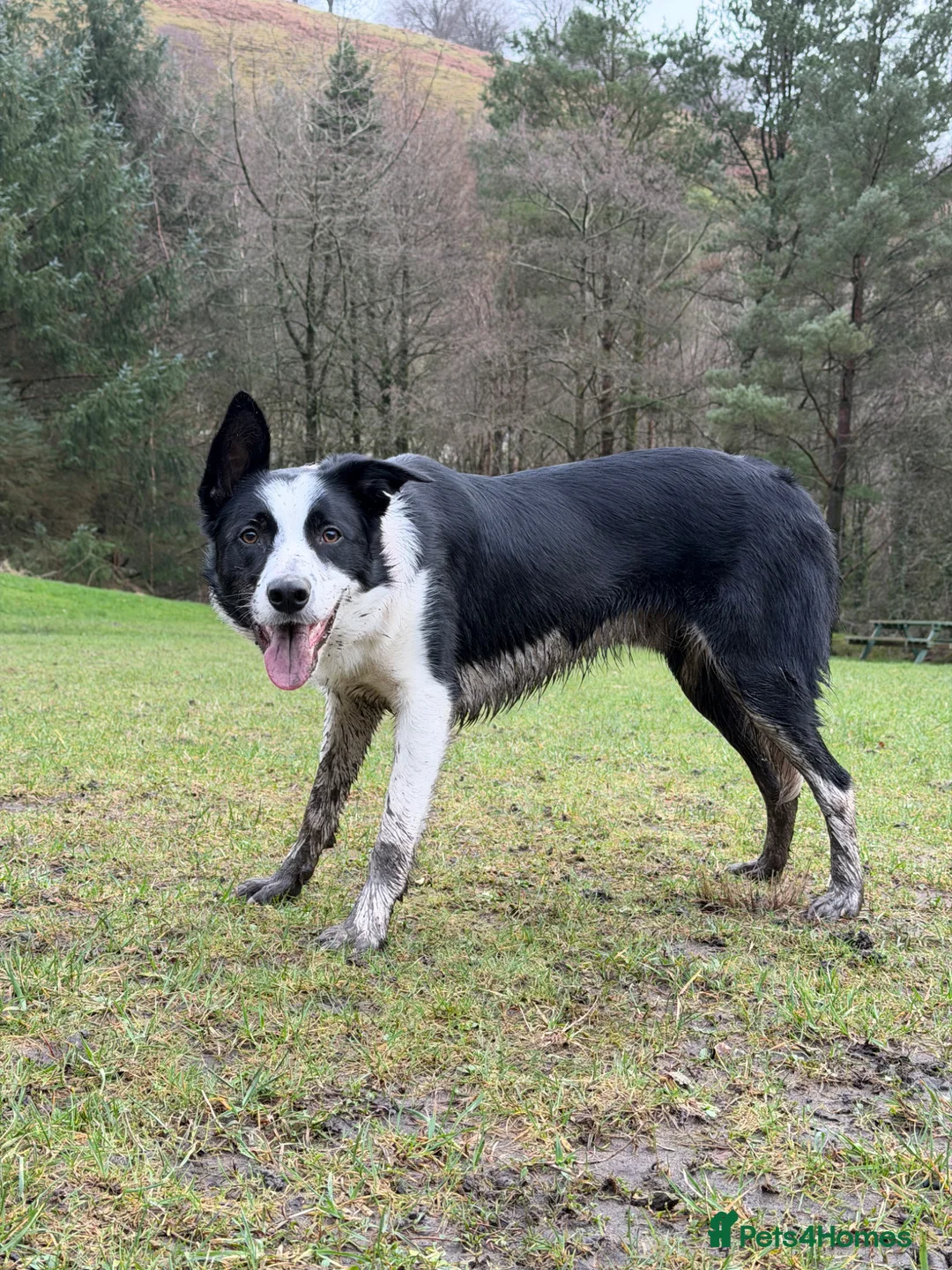 Border Collie dogs for sale: 12 month old border collie in Abertillery - Advert 2