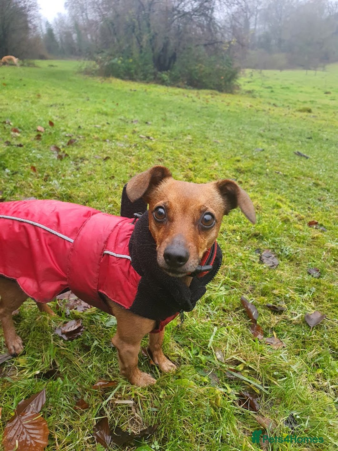 Mixed Breed dogs for adoption: Ringo – 6 years old, Male, Mixed Breed  - Advert 10