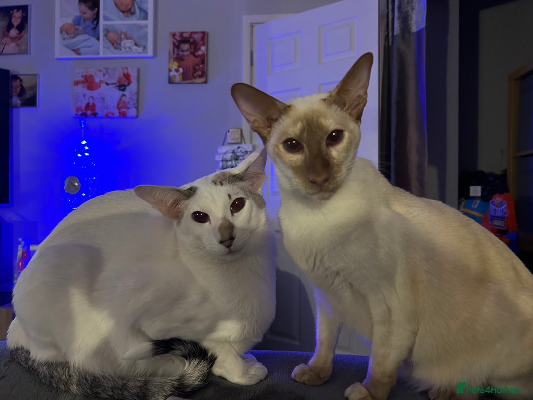 Oriental cats for sale: Oriental Male Cat - 3 years old  - Image 3