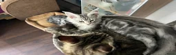 Maine Coon cats for sale: Adorable Maine Coon Kittens - Advert 5