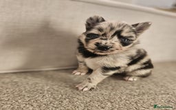 Pomsky dogs for sale: 5 High Quality Pomsky Puppies  - Advert 6