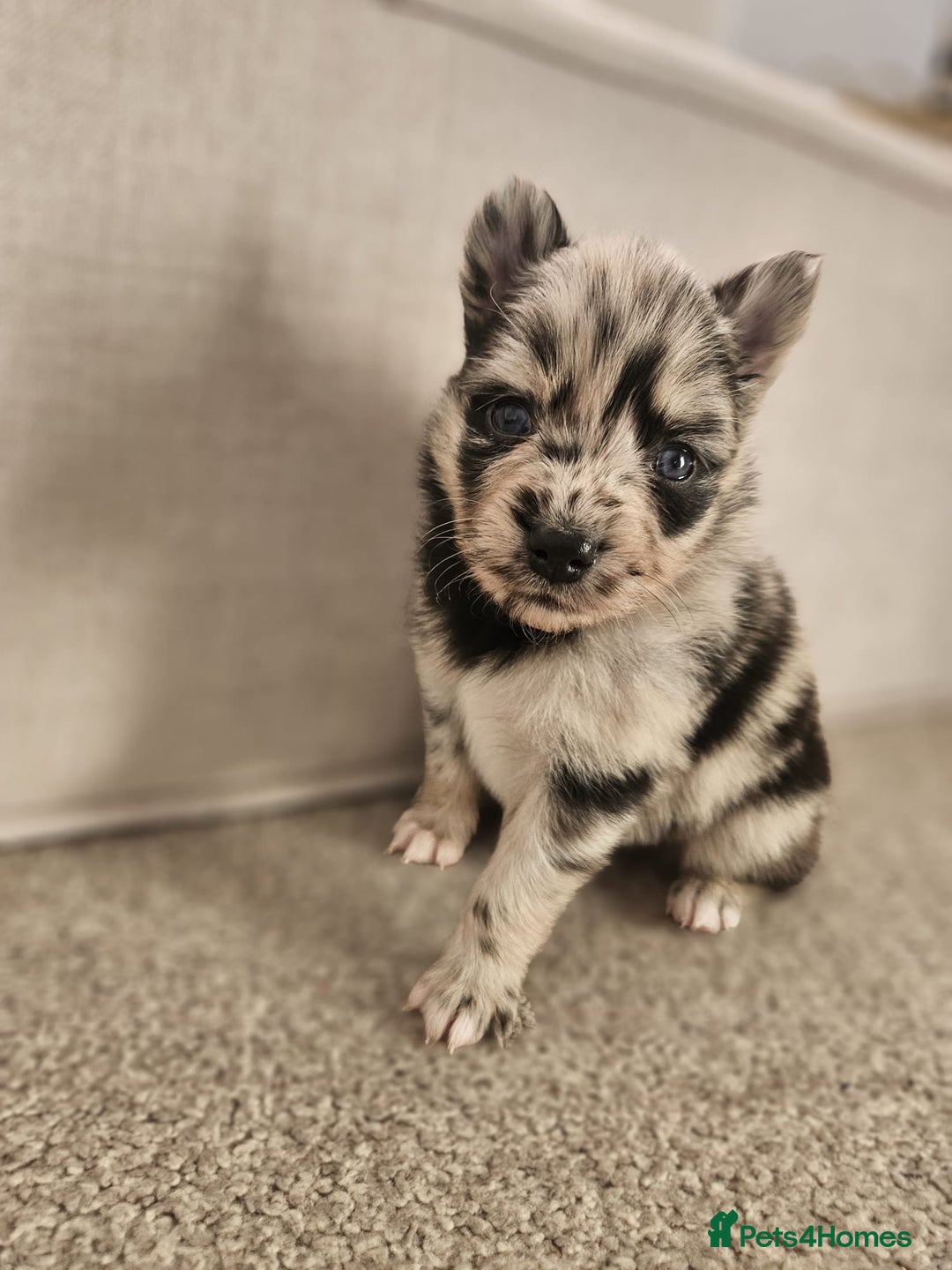 Pomsky dogs for sale: 5 High Quality Pomsky Puppies  - Advert 6